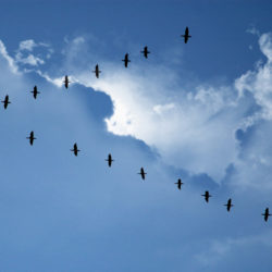 birds in the sky,flying in formation