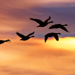 A flock of migrating Snow Geese flying at sunrise.