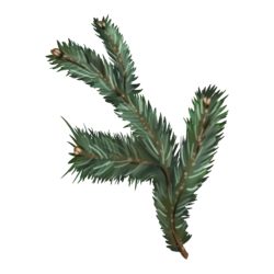 Watercolor spruce branches. Realistic branches of green pine. branch with needles