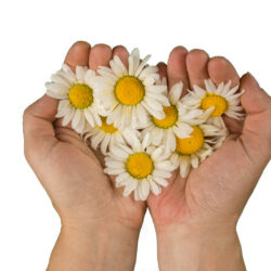 In female hands fresh flowers of white chamomile on a white background, the concept on the theme of female love, maternal care. Isolated on white